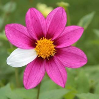 Nuovi Lea: prestazioni per malattie rare ampliate ma da perfezionare